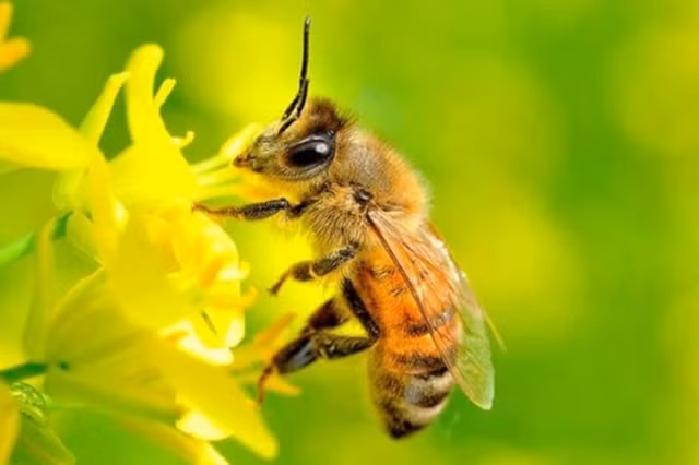 Hai huoc nhung dong vat cung hay say xin toi muc khong the tim duong ve to-Hinh-4