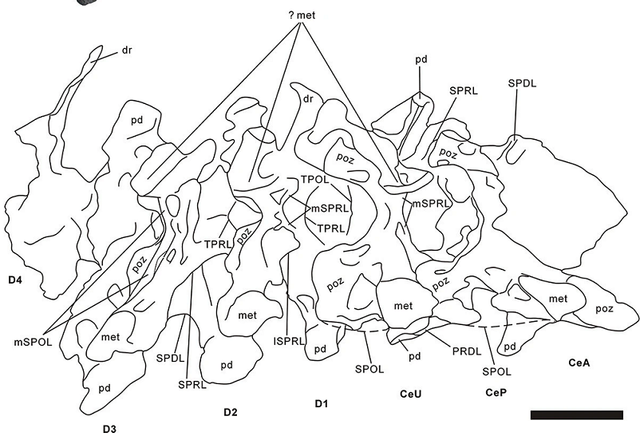 Khai quat duoc xuong chua te quai thu 72 trieu tuoi hang chuc tan-Hinh-6