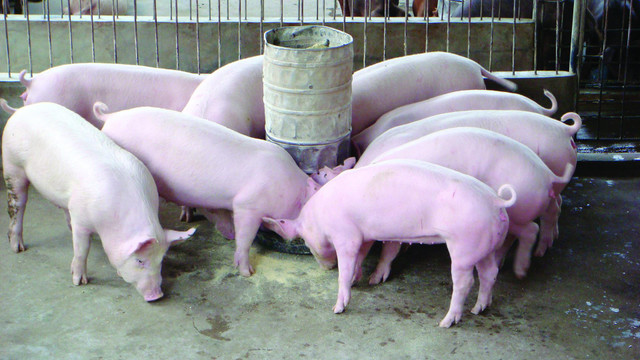 Giá heo hôm nay 22/4: Vẫn có nơi 94.000 đồng/kg, liệu có xuống dưới mức 60.000 đồng như chỉ đạo của Thủ tướng? Gia heo hom nay 22/4: Van co noi 94.000 dong/kg, lieu co xuong duoi muc 60.000 dong nhu chi dao cua Thu tuong?
