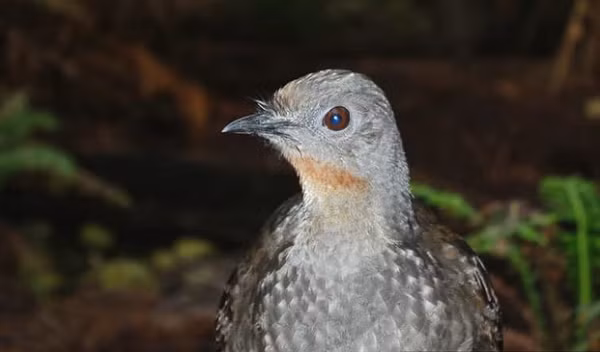 “Sieu nang luc” cua cac loai dong vat tren Trai dat nhu phim vien tuong-Hinh-6