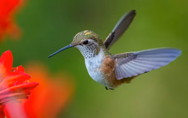 “Sieu nang luc” cua cac loai dong vat tren Trai dat nhu phim vien tuong-Hinh-8