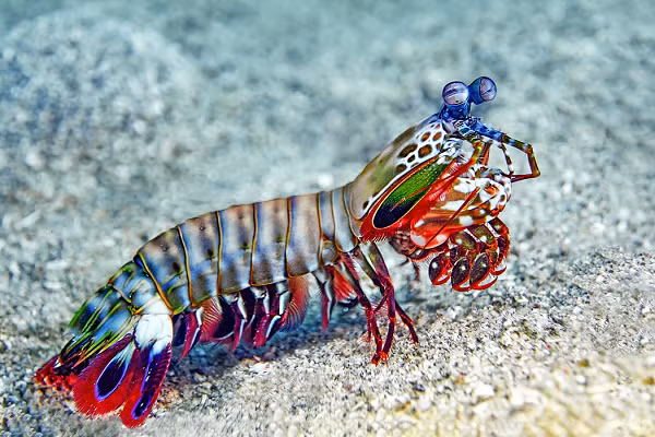 “Sieu nang luc” cua cac loai dong vat tren Trai dat nhu phim vien tuong
