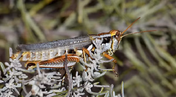 Top dong vat mau lanh, an thit ca ban tinh du dang giao phoi-Hinh-4