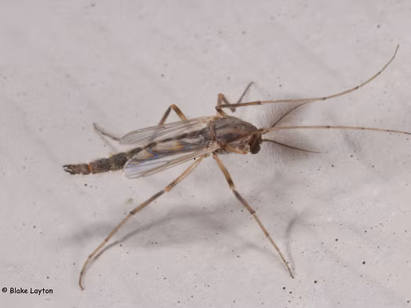 Top dong vat mau lanh, an thit ca ban tinh du dang giao phoi-Hinh-3