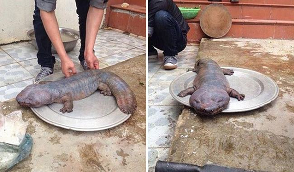 Ớn lạnh những “dị thú” lạ xuất hiện ở Việt Nam On lanh nhung “di thu” la xuat hien o Viet Nam