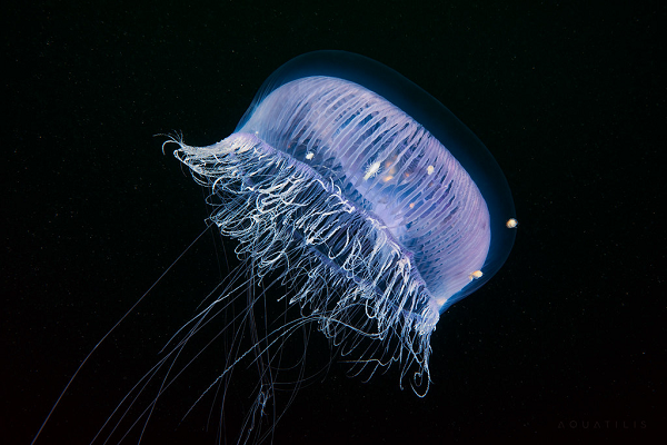 Những sinh vật tự phát sáng mang vẻ đẹp cực kỳ ảo - Hình 5 Nhung sinh vat tu phat sang mang ve dep cuc ky ao-Hinh-5