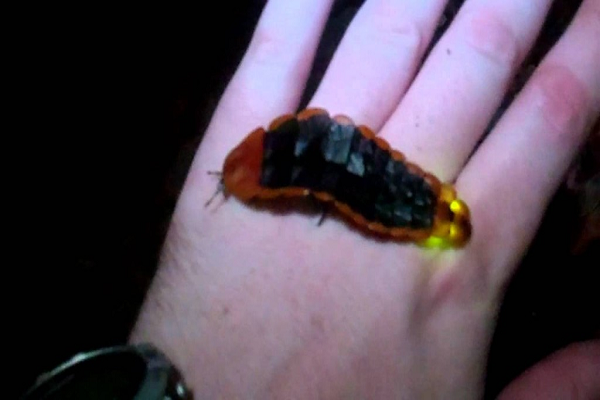 Những sinh vật tự phát sáng mang vẻ đẹp cực kỳ ảo - Hình 2 Nhung sinh vat tu phat sang mang ve dep cuc ky ao-Hinh-2