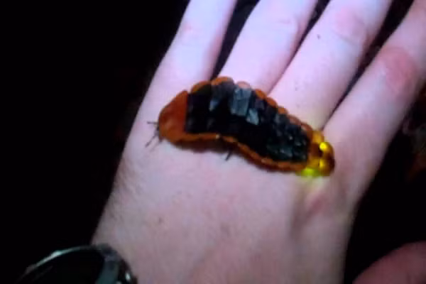 Nhung sinh vat tu phat sang mang ve dep cuc ky ao-Hinh-2