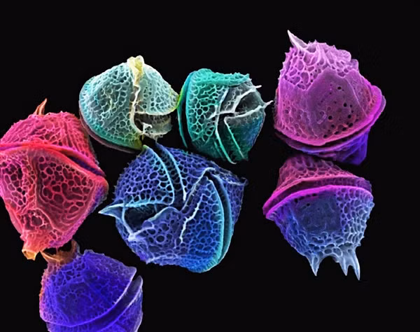 Nhung sinh vat tu phat sang mang ve dep cuc ky ao-Hinh-8