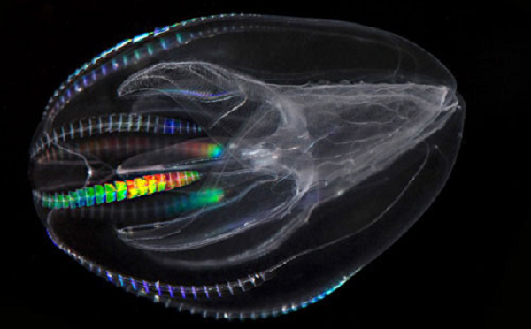 Những sinh vật tự phát sáng mang vẻ đẹp cực kỳ ảo - Hình 9 Nhung sinh vat tu phat sang mang ve dep cuc ky ao-Hinh-9