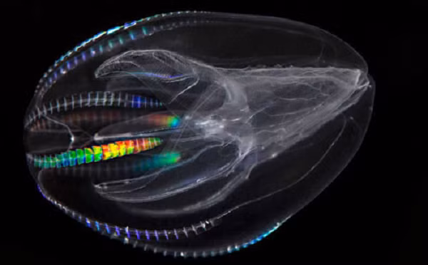 Nhung sinh vat tu phat sang mang ve dep cuc ky ao-Hinh-9