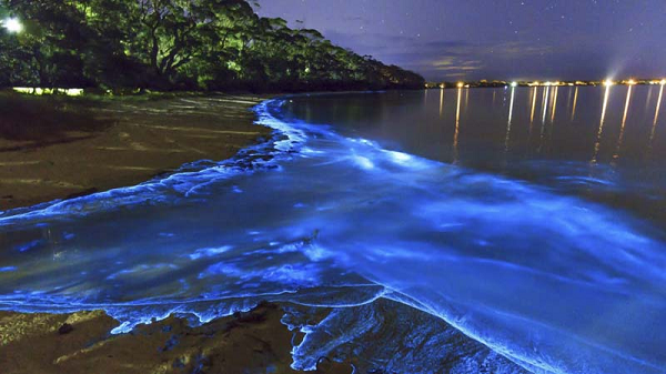 Những sinh vật tự phát sáng mang vẻ đẹp cực kỳ ảo - Hình 7 Nhung sinh vat tu phat sang mang ve dep cuc ky ao-Hinh-7