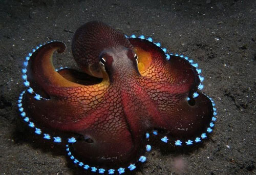 Những sinh vật tự phát sáng mang vẻ đẹp cực kỳ ảo - Hình 12 Nhung sinh vat tu phat sang mang ve dep cuc ky ao-Hinh-12