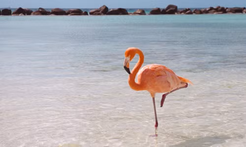 Nhung kieu ngu di thuong cua cac loai dong vat-Hinh-3