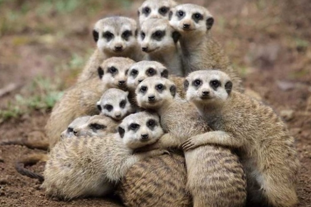 Nhung kieu ngu di thuong cua cac loai dong vat-Hinh-2