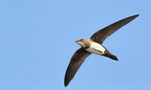 Nhung kieu ngu di thuong cua cac loai dong vat-Hinh-9