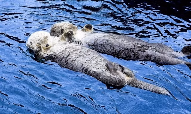 Nhung kieu ngu di thuong cua cac loai dong vat-Hinh-8