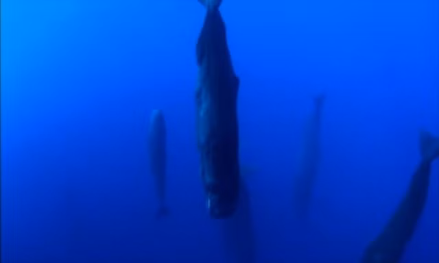 Nhung kieu ngu di thuong cua cac loai dong vat-Hinh-5