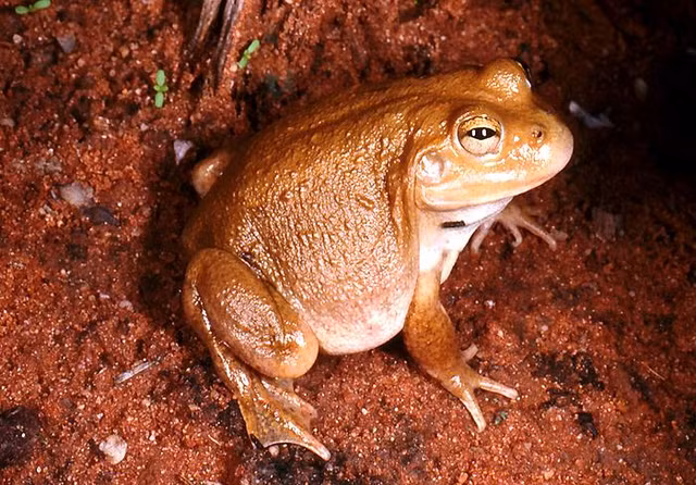 Nhung dong vat nhin khat sieu dang-Hinh-8