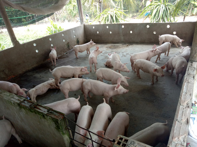 Giá heo hơi hôm nay 7/11: Tăng phi mã, vượt 70.000 đồng/kg Gia heo hoi hom nay 7/11: Tang phi ma, vuot 70.000 dong/kg