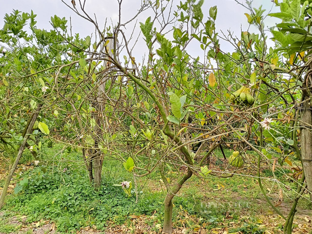 Bonsai phật thủ khan hàng, giá hàng chục triệu đồng - Hình 9 Bonsai phat thu khan hang, gia hang chuc trieu dong-Hinh-9