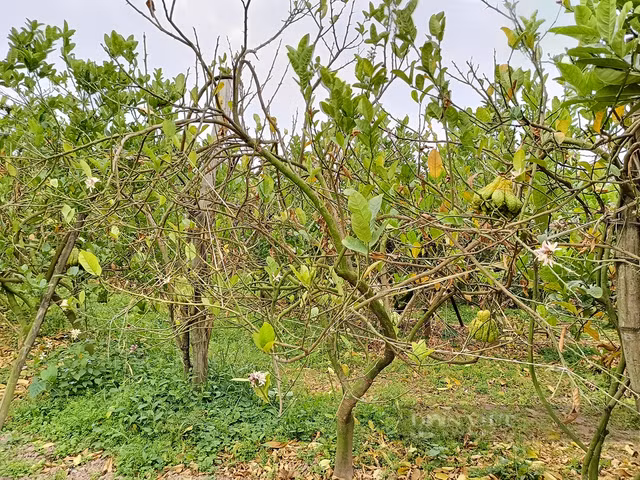 Bonsai phat thu khan hang, gia hang chuc trieu dong-Hinh-9