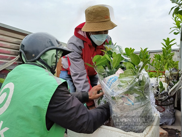 Bonsai phật thủ khan hàng, giá hàng chục triệu đồng - Hình 7 Bonsai phat thu khan hang, gia hang chuc trieu dong-Hinh-7