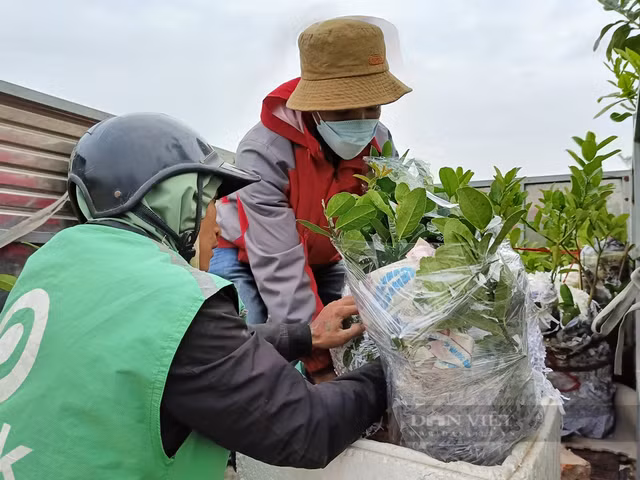 Bonsai phat thu khan hang, gia hang chuc trieu dong-Hinh-7