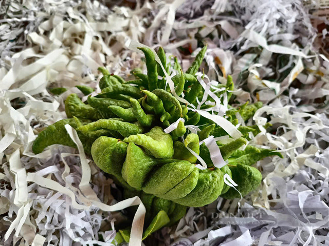 Bonsai phật thủ khan hàng, giá hàng chục triệu đồng - Hình 3 Bonsai phat thu khan hang, gia hang chuc trieu dong-Hinh-3