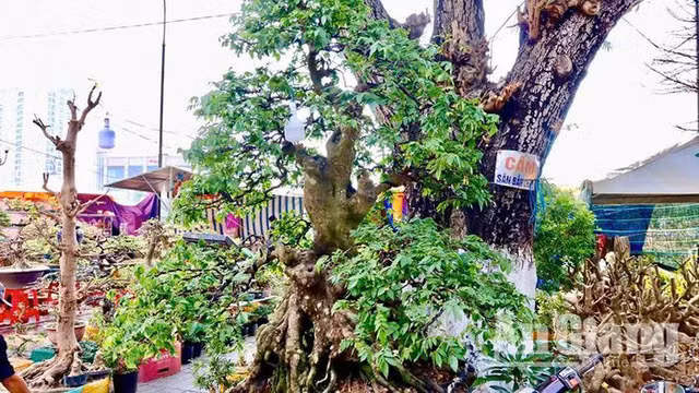 Bonsai co thu tien ty danh cho dai gia choi Tet-Hinh-20