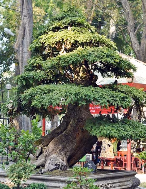 Bonsai co thu tien ty danh cho dai gia choi Tet-Hinh-9
