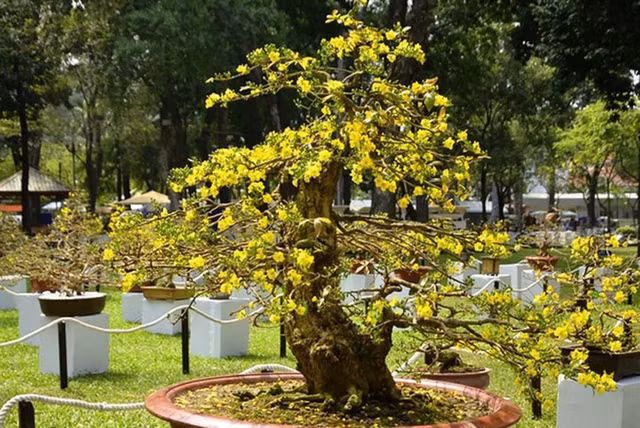 Bonsai co thu tien ty danh cho dai gia choi Tet-Hinh-18