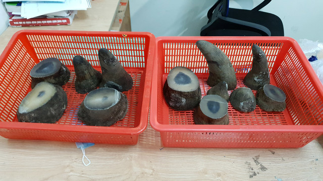 Hành khách mang theo 6,2 kg sừng tê giác qua sân bay Hanh khach mang theo 6,2 kg sung te giac qua san bay