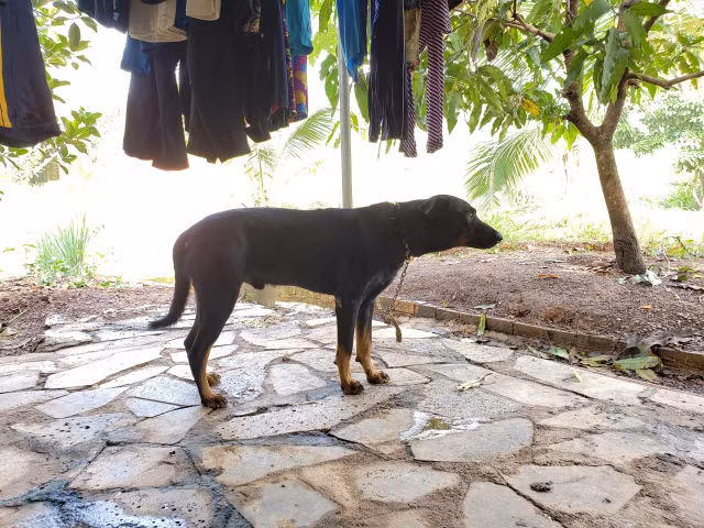 Nhieu dau chan cho o hien truong nghi 2 con bao den nang 100kg xuat hien-Hinh-4