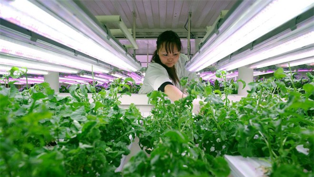 Nơi xúc nhẹ cũng có vàng nhưng không ai khai thác - Hình 8 Noi xuc nhe cung co vang nhung khong ai khai thac-Hinh-8