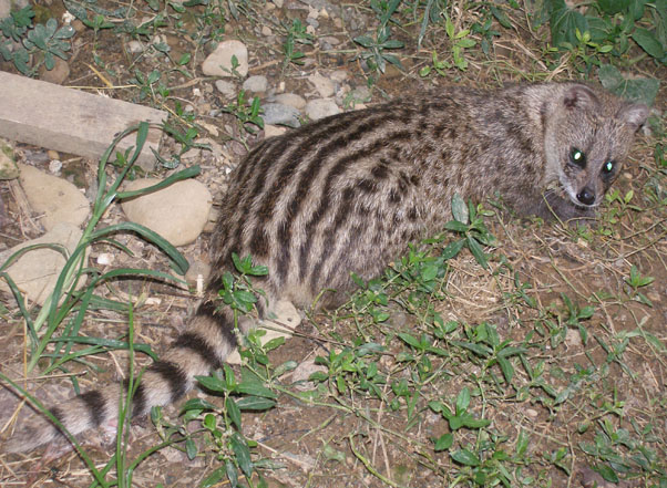 4 cá thể cầy hương được cứu hộ ở Bắc Kạn - Hình 8 4 ca the cay huong duoc cuu ho o Bac Kan-Hinh-8