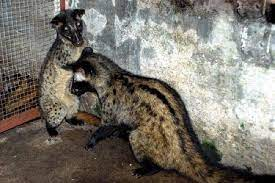 4 cá thể cầy hương được cứu hộ ở Bắc Kạn - Hình 4 4 ca the cay huong duoc cuu ho o Bac Kan-Hinh-4