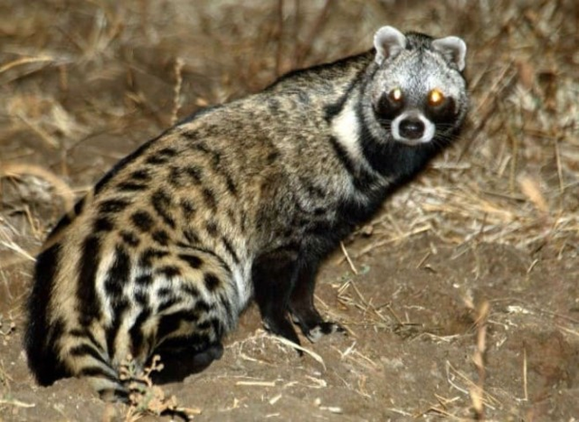 4 cá thể cầy hương được cứu hộ ở Bắc Kạn - Hình 3 4 ca the cay huong duoc cuu ho o Bac Kan-Hinh-3