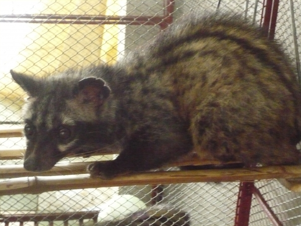 4 cá thể cầy hương được cứu hộ ở Bắc Kạn - Hình 5 4 ca the cay huong duoc cuu ho o Bac Kan-Hinh-5