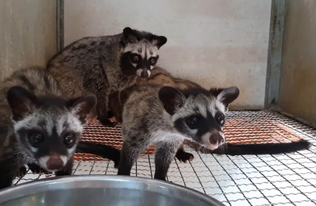 4 cá thể cầy hương được cứu hộ ở Bắc Kạn - Hình 6 4 ca the cay huong duoc cuu ho o Bac Kan-Hinh-6