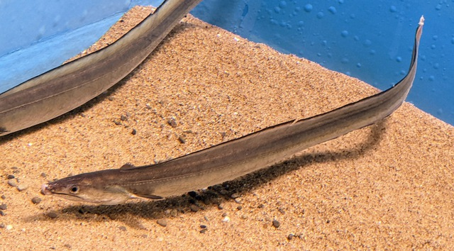 "Đặc sản không giống ai" lại sở hữu bộ phận quý gần chục triệu đồng 1kg Ở Việt Nam, đặc biệt là tại Cà Mau và các đảo ngoài khơi như Hòn Hàn, Hòn Chuối, ngư dân đã phát triển một nguồn thu nhập đáng kể từ việc câu bắt một loại cá đặc sản có tên là Cá Lạc.