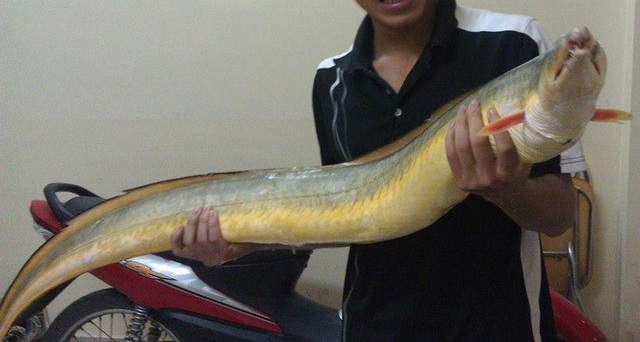 Cá Lạc có hình dáng giống cá chình, với mỏ dài, mình tròn, thân hình ống dài, mõm ngắn, mắt lớn, và răng nanh sắc bén. Loài cá này có thể đạt đến chiều dài 2 mét và nặng mấy chục cân.