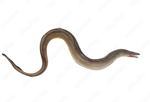 Cá lạc, hay còn gọi là cá dưa, cá lạc bạc, cá lạc ù (Muraenesox cinereous), thuộc họ cá Muraenesocidae, phân bố ở vùng biển Ấn Độ Dương và Thái Bình Dương. Ở Việt Nam, ngoài Cà Mau, loại cá này cũng được tìm thấy ở các vùng biển phía Nam như Phú Yên, Đà Nẵng.