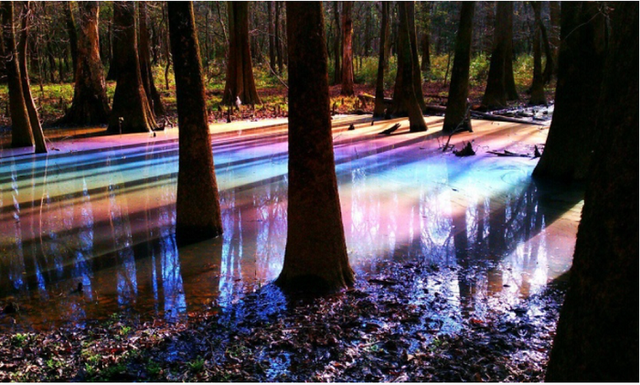 Khám phá cảnh thần tiên ở đầm lầy cầu vồng đẹp nhất thế giới - Hình 4 Kham pha canh than tien o dam lay cau vong dep nhat the gioi-Hinh-4