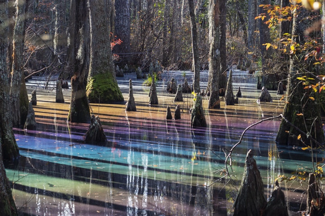 Khám phá cảnh thần tiên ở đầm lầy cầu vồng đẹp nhất thế giới - Hình 7 Kham pha canh than tien o dam lay cau vong dep nhat the gioi-Hinh-7