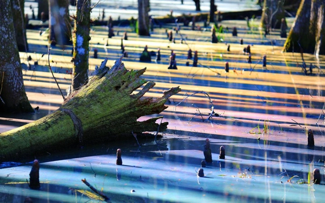 Khám phá cảnh thần tiên ở đầm lầy cầu vồng đẹp nhất thế giới - Hình 8 Kham pha canh than tien o dam lay cau vong dep nhat the gioi-Hinh-8