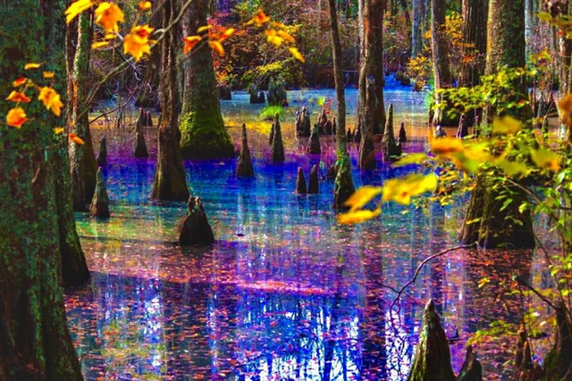 Khám phá cảnh thần tiên ở đầm lầy cầu vồng đẹp nhất thế giới - Hình 3 Kham pha canh than tien o dam lay cau vong dep nhat the gioi-Hinh-3