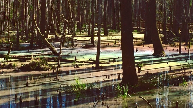 Khám phá cảnh thần tiên ở đầm lầy cầu vồng đẹp nhất thế giới - Hình 12 Kham pha canh than tien o dam lay cau vong dep nhat the gioi-Hinh-12