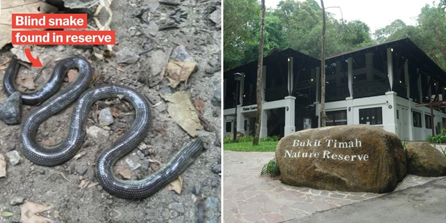 Loài rắn quý hiếm mất tích từ năm 1847 bất ngờ tái xuất Loai ran quy hiem mat tich tu nam 1847 bat ngo tai xuat