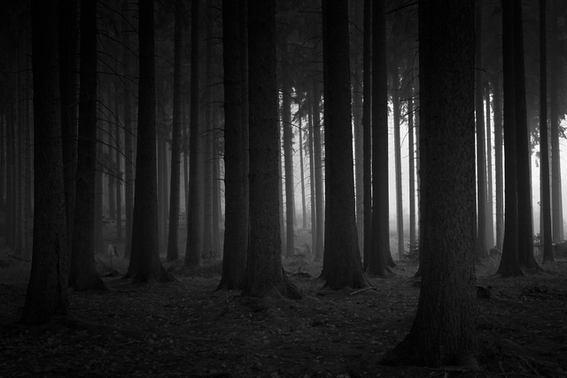 Day la nhung khu rung bi an va ky vi tren the gioi-Hinh-4